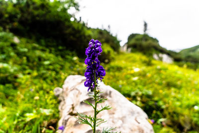 Close-up of purple flowering plant on field