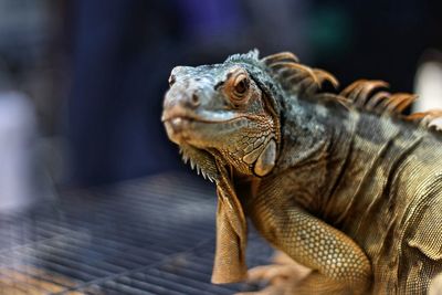 Close-up of a lizard