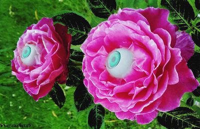 Close-up of pink rose