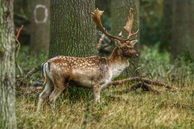 Deer in a tree