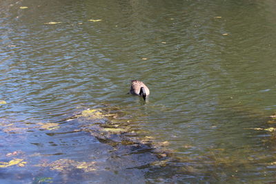 Ducks swimming in lake