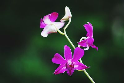 Close-up of flowers blooming outdoors