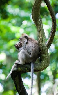 Close-up of monkey sitting on tree