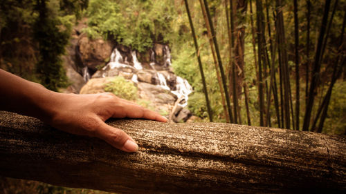 Cropped hand of man holding tree trunk