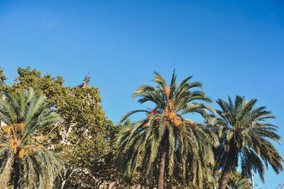 Low angle view of palm trees against clear blue sky