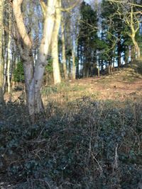 Trees in forest