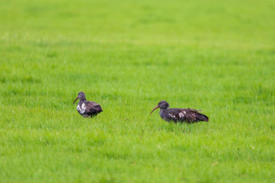 Duck on grassy field