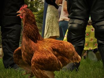 Close-up of rooster standing on field