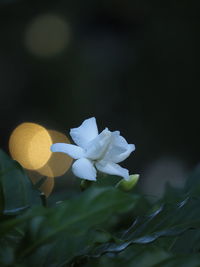 Close-up of white flowering plant