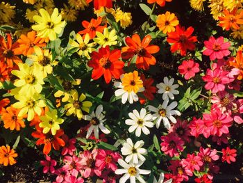 Orange flowers blooming outdoors