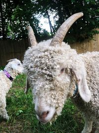 White horse in a field