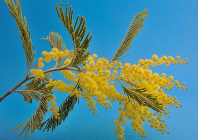 Low angle view of flowering plant against blue sky