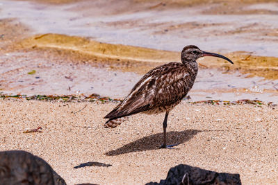 Curlews are migratory birds and spend the winter as long-distance migrants in the warm south