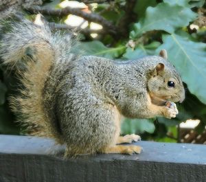 Close-up of squirrel eating outdoors