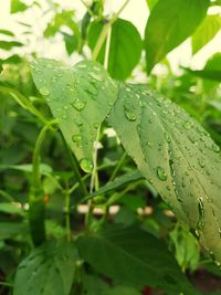 Close-up of wet plant leaves during rainy season