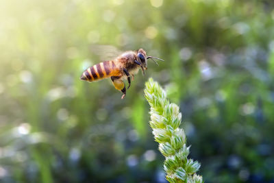 Close-up of bee buzzing by plant