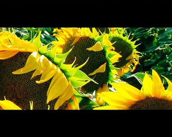 Close up of yellow flowers