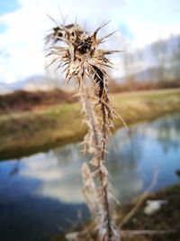 Close-up of plant against sky