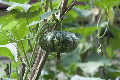 Close-up of plant growing on tree