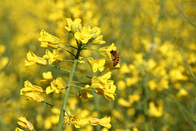 Close-up of bee on yellow flower