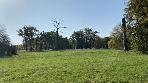 Trees on field against sky