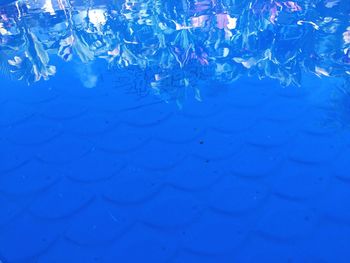 Close-up of jellyfish in water