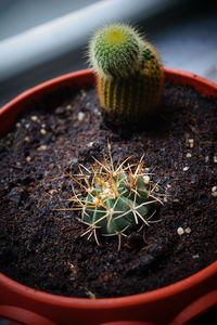 Close-up of succulent plant in pot