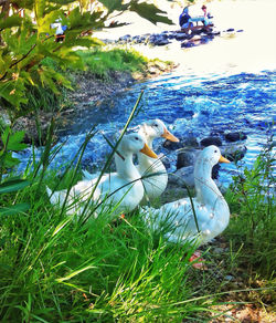 Ducks swimming in water