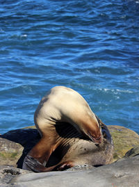 Seal sleeping on rock formations against sea