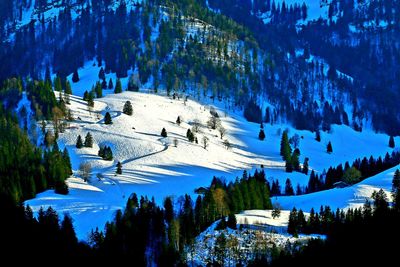 Panoramic view of trees on snow covered mountain