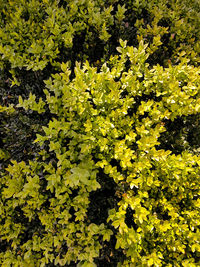 Full frame shot of yellow flowering plants