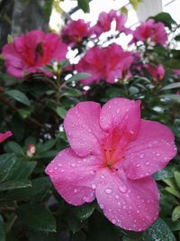 Close-up of wet pink flowers blooming outdoors