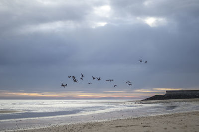 Birds flying over sea against sky