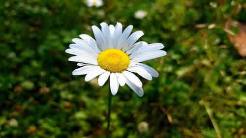 Close-up of white daisy flower