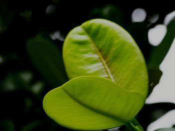 Close-up of leaves