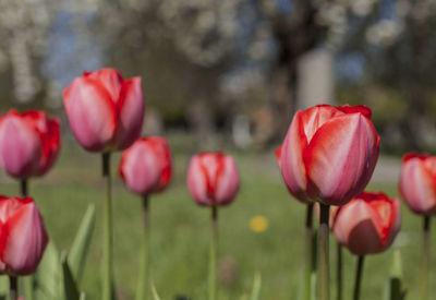 Close-up of red tulips