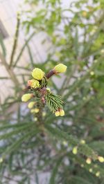 Close-up of yellow flower