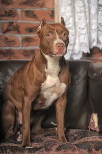 Portrait of dog looking away