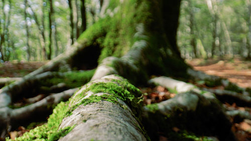 Close-up of tree trunk