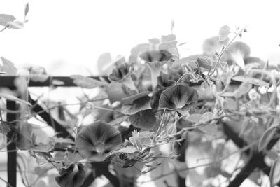 Close-up of plant against blurred background