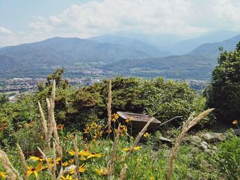 Plants and mountains against sky