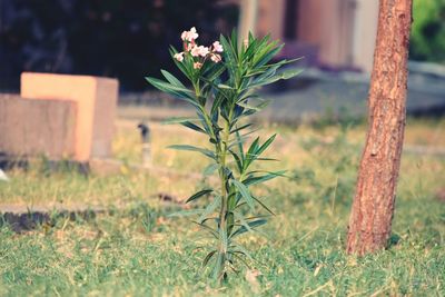 Close-up of flowering plant on field