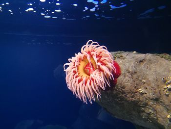 Close-up of jellyfish swimming in sea