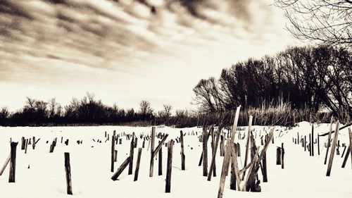 Trees against sky