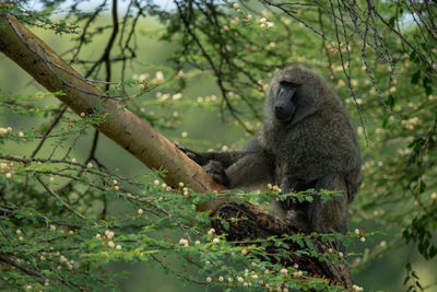 Monkey sitting on tree branch