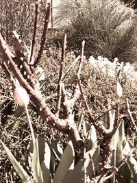 Low angle view of plants against trees