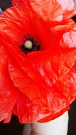 Close-up of poppy on red flower