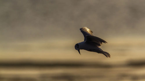 Low angle view of seagull flying