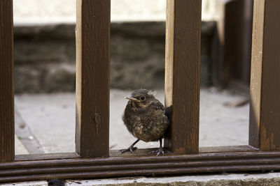 Bird perching on railing