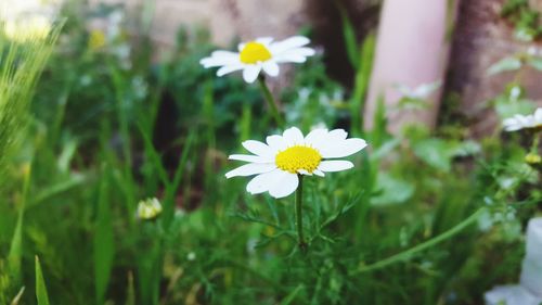 Close-up of white flowers blooming outdoors